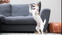 puppy jumping up near sofa