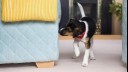 puppy sniffing side of sofa