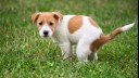 Jack russell puppy pooping on the grass