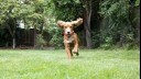 Puppy running in a garden