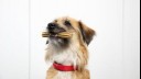 Long haired puppy holding a treat in mouth