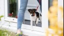 Puppy leaving the vets on a lead