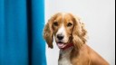 Clean puppy next to a blue curtain