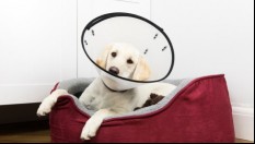 puppy wearing cone