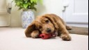 Brown puppy chewing a red toy