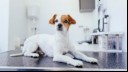 Puppy sitting on table at the vet