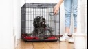  owner closing the gate of a playpen with dog inside