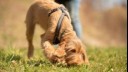 young dog sniffing wearing a harness