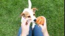 Puppy sniffing orange chew toy