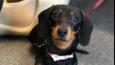 Miniature dachshund with pink collar