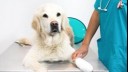 Dog sitting on vet's table