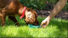 spaniel drinking water in the garden