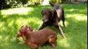Puppy and older dog playing in a garden