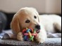  Puppy chewing toy