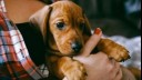 Young puppy being held by owner