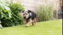 senior dog exercising outside