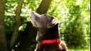 Dog looks up in garden