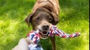 older chocolate labrador playing with a rope toy