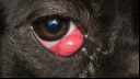 Cherry eye in dogs