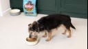 senior dog eating their food