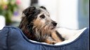 senior dog lying in their bed looking away