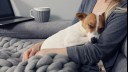 Jack Russell asleep in owner's arms