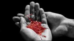 A hand holding pieces of saffron