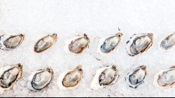 oysters on ice