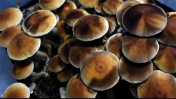 Mazatec psilocybin mushrooms ready for harvest in their growing tub.